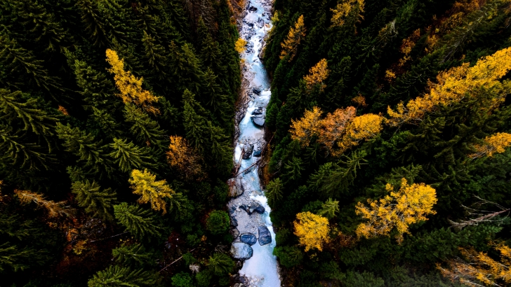 Above The Forest Wallpaper