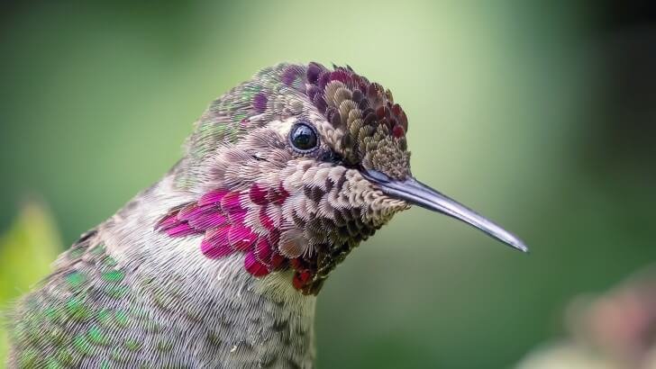 Anna's Hummingbird Wallpaper