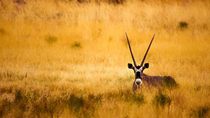 Antelope In The Savanna Wallpaper