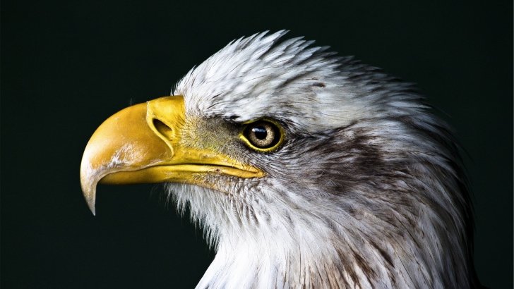 Bald Eagle Beak Wallpaper