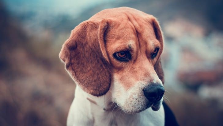 Beagle Dog Wallpaper