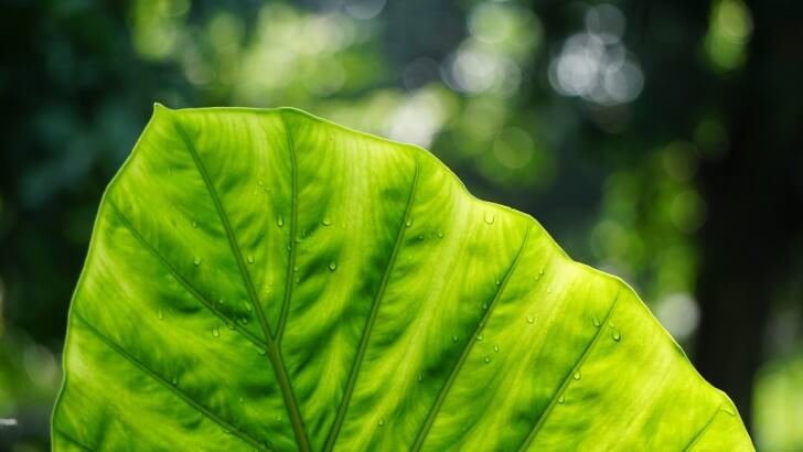 Big Green Leaf Wallpaper