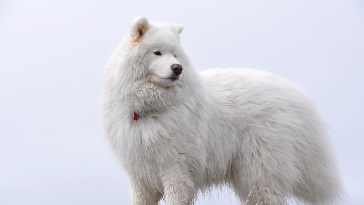 Big White Fluffy Samoyed Wallpaper