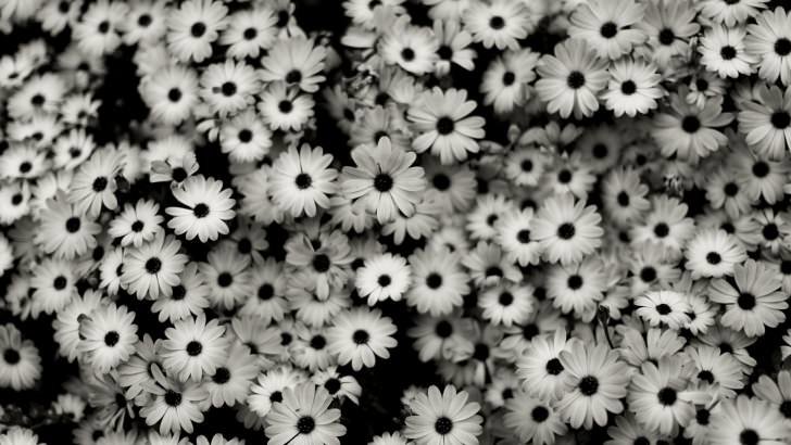 Black & White Daisies Wallpaper