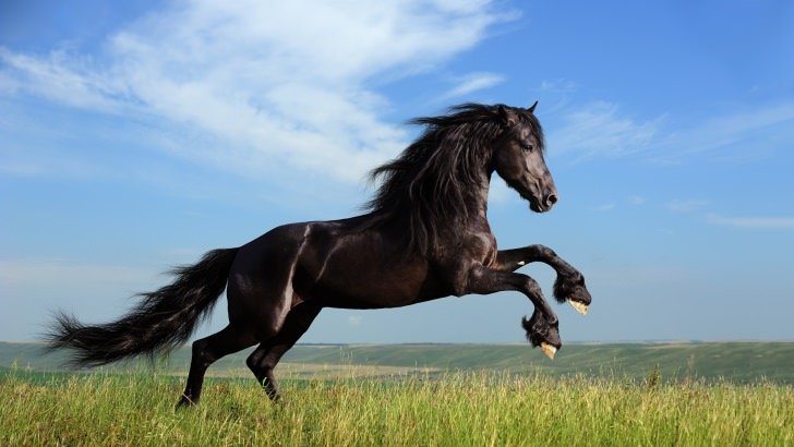 Black Horse Running Wallpaper