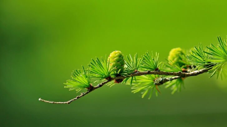 Branch of Pine Tree Wallpaper