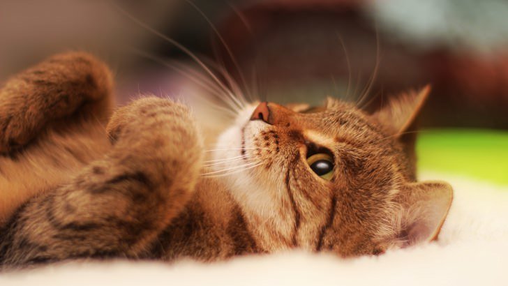 Cat Lying On Back Wallpaper