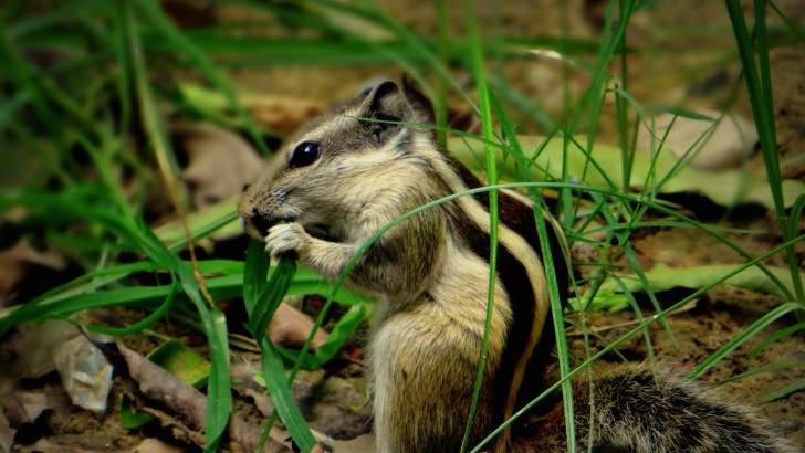 Chipmunk In The Grass Wallpaper