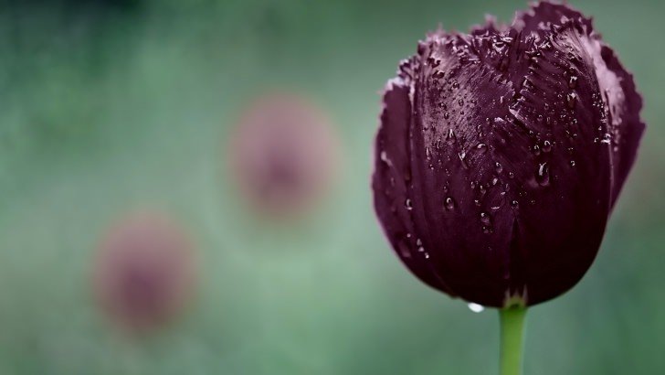 Deep Purple Tulip Wallpaper