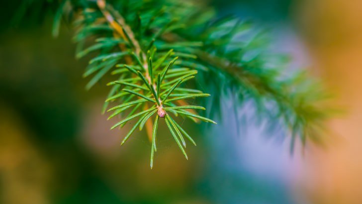 Fir Tree Branch Macro Wallpaper