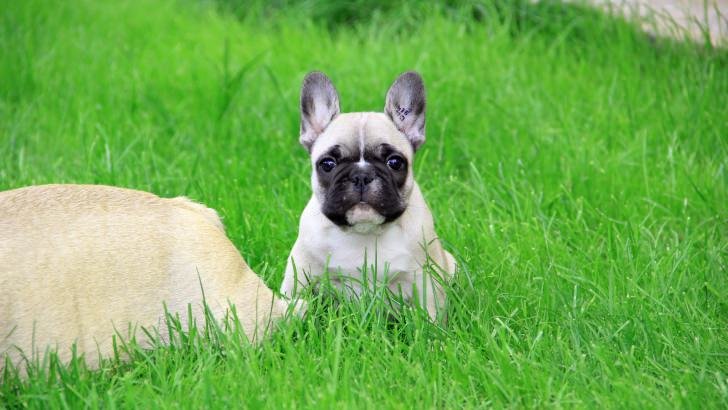 French Bulldog Puppy Wallpaper