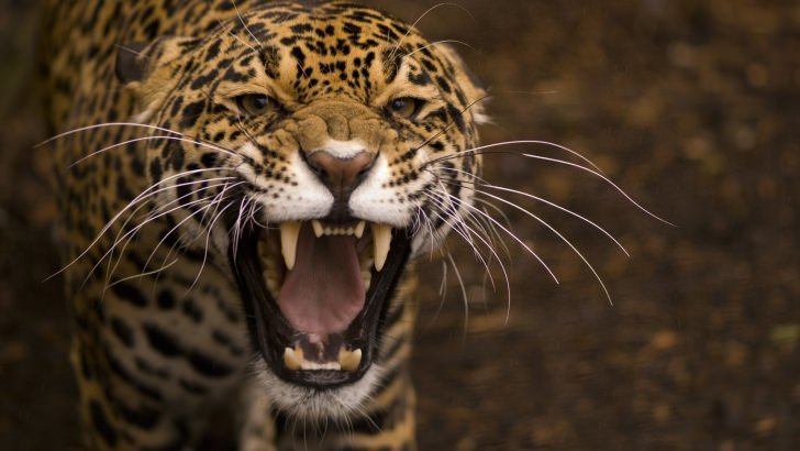 Growling Jaguar Wallpaper