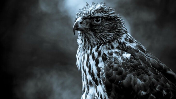 Hawk in monochrome Wallpaper