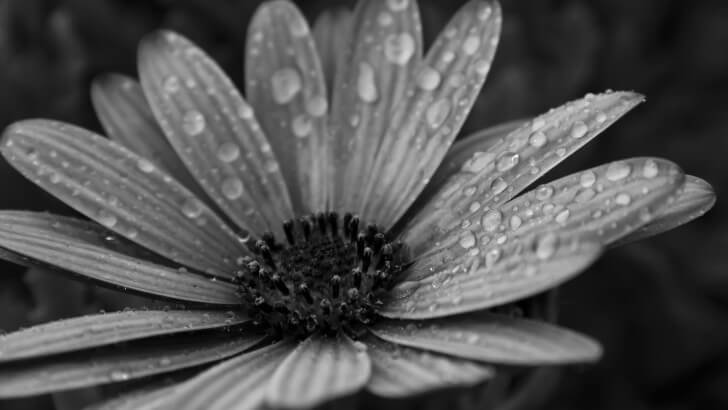 Macro Floral Black & White Wallpaper