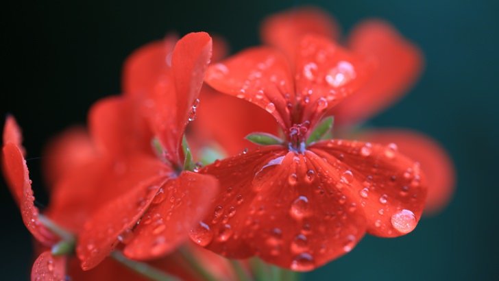 Red Geranium Wallpaper