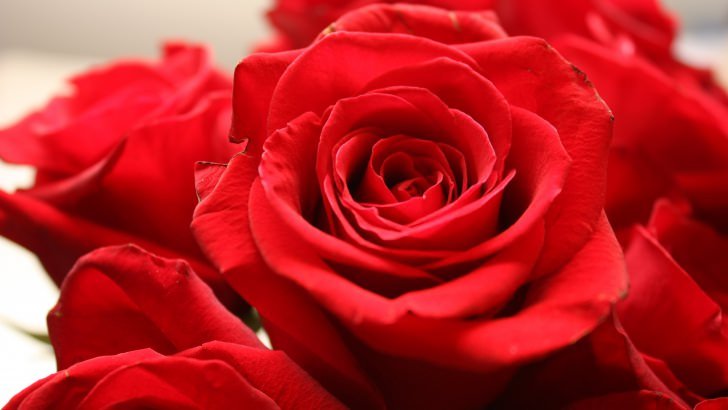 Red Rose Wallpaper