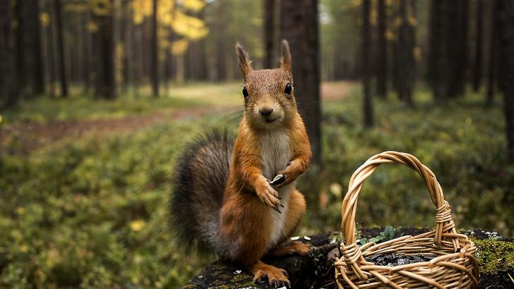 Red Squirrel Wallpaper