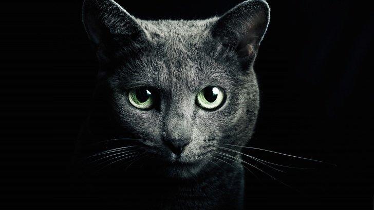 Russian Blue Cat Wallpaper