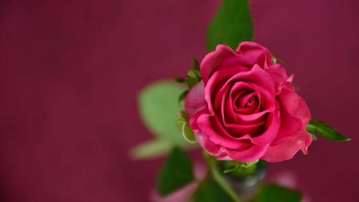 Single Pink Rose Wallpaper