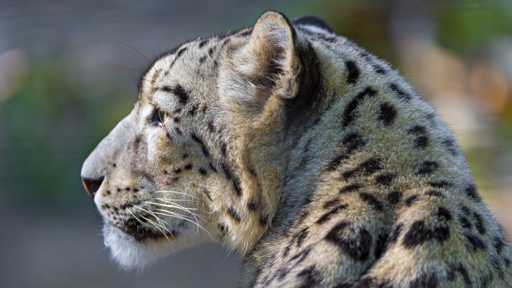 Snow Leopard Face Profile Wallpaper