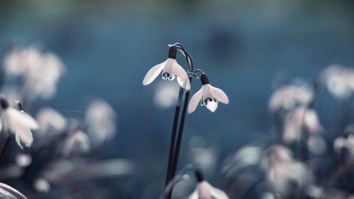 Snowdrop "Galanthus" Wallpaper