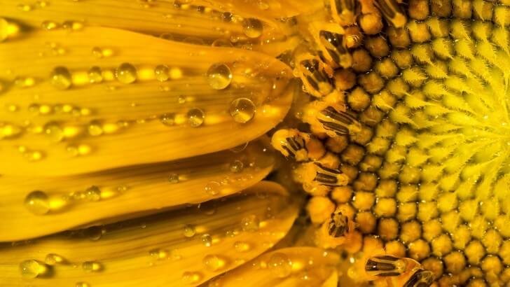 Sunflower Macro Wallpaper