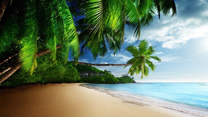 Tropical Paradise Beach Wallpaper